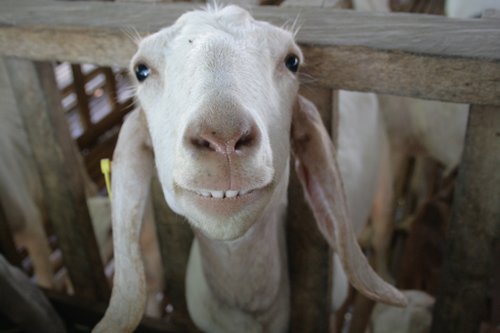 smiling-goat13
